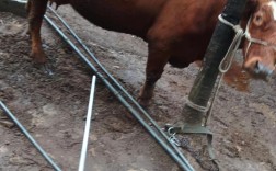 黄牛改良技术图解，核心要点有哪些？