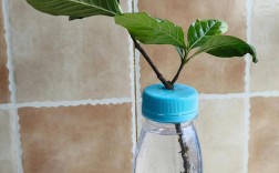 栀子水养怎么活？关键技巧有哪些？