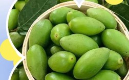 橄榄果有哪些常见品种？