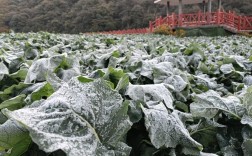 油菜冬性品种的温度要求具体是什么？