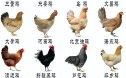 中国土鸡高产蛋鸡品种有哪些？