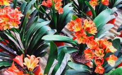 哪种君子兰品种兼具观赏价值与养护便利性，且市场认可度最高？