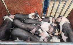 农村创业，小耿选什么猪品种好？