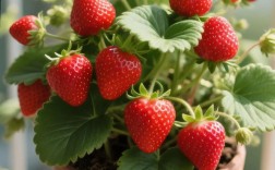 四季草莓品种种植技术有哪些要点？