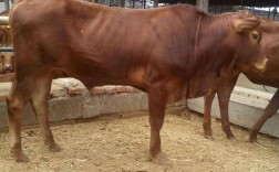 鲁西黄牛价格现在多少？