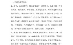 鹌鹑养殖技术技巧和经验有哪些关键要点？