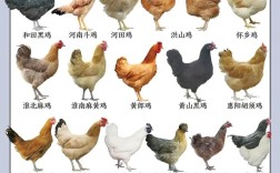 什么品种的鸡最受欢迎？