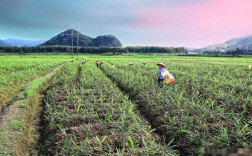 平江园艺村生姜种植技术有何秘诀？