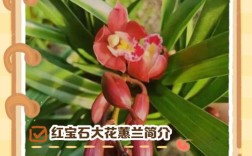 惠兰品种名与图片如何对应？