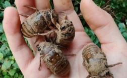 知了猴养殖是骗局吗？技术靠谱吗？