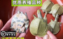 2025年黄沙鳖苗价格会涨还是跌？