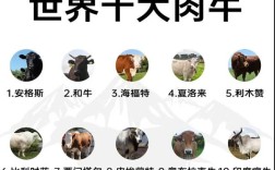 如何规划肉牛优良品种？