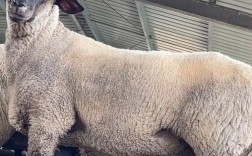 北方养肉羊什么品种好