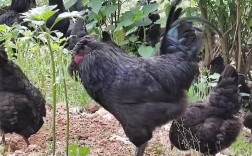 北方散养，哪些鸡品种更合适？