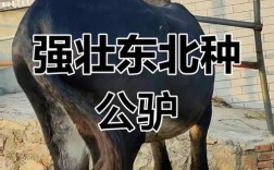 不同品种驴的价格差异有多大？从肉驴、役驴到宠物驴，品种如何影响市场定价？