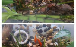 养草鱼需掌握哪些关键技术？