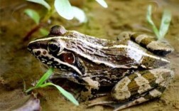 虎纹蛙雌雄价格差异大，销售市场如何？