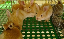 农广天地养兔技术有哪些关键要点？