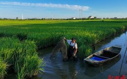 稻田龙虾养殖技术视频怎么学？