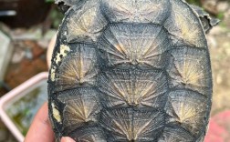 2025佛鳄龟价格为何下跌？