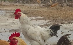 柴鸡哪个品种产蛋量最高？