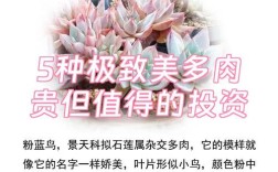 哪些多肉品种最值得投资？