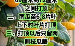高产南瓜种植技术视频，如何高效种植？