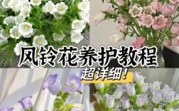 风铃风花扦插技术视频详解，新手如何掌握关键步骤提高成活率？