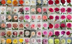 玫瑰花品种有哪些？附图片吗？