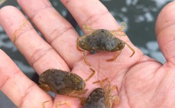 新型青蟹养殖技术视频怎么学？