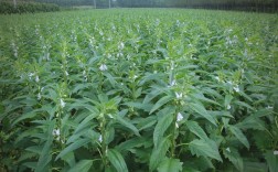 芝麻春季种植技术视频有哪些要点？