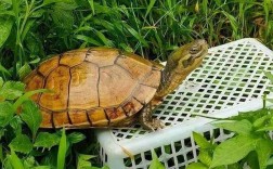 2025年龟价为何普涨？