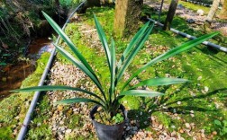 企剑白墨哪个品种最好？