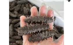 霞浦海参2025年价格会涨还是跌？