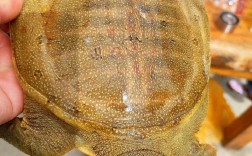 2025年鳖甲最新价格多少钱一斤？