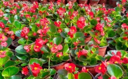 四季海棠品种究竟有多少种？