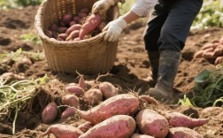 春季红薯种植技术视频