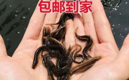 东北泥鳅如何安全越冬？