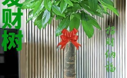 哪种发财树品种最好看？