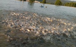 鲤鱼人工繁殖技术关键点有哪些？