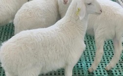 适合湖南养羊的品种