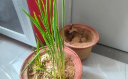 哪些蒜苗品种适合种植？