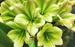 君子兰最好品种是哪个？