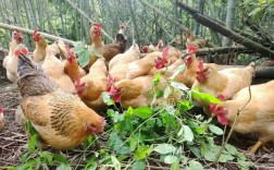 竹林山地土鸡养殖技术要点有哪些？