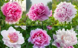 牡丹品种有哪些？视频全收录！