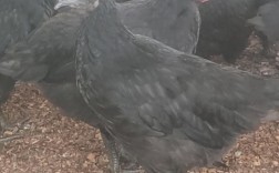 绿壳蛋鸡哪个品种最好？