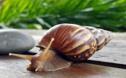 中国常见养殖蜗牛品种有哪些？