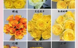 玫瑰品种名称知多少？