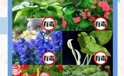 哪些常见花卉品种带有毒性？