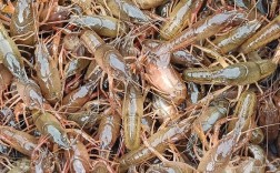 成都小龙虾苗批发价现在多少？